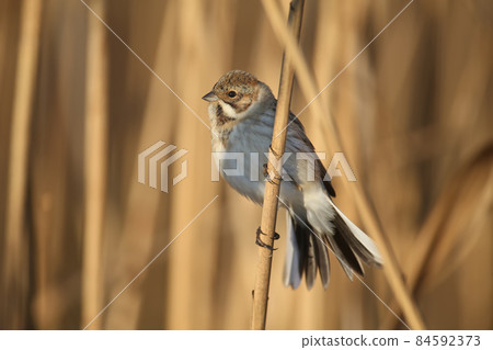 Females of common reed bunting 84592373