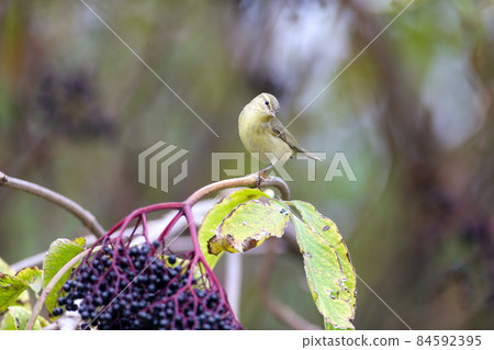 Classical The common chiffchaff (Phylloscopus collybita) 84592395