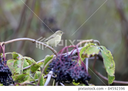 Classical The common chiffchaff (Phylloscopus collybita) 84592396