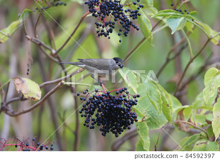 Shadow macho 84592397