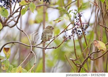 Wet but proud Wet but proud 84592400
