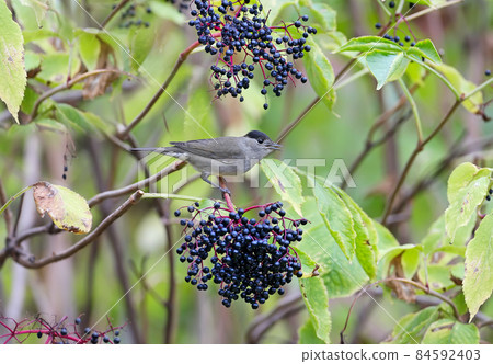 Shadow macho 84592403