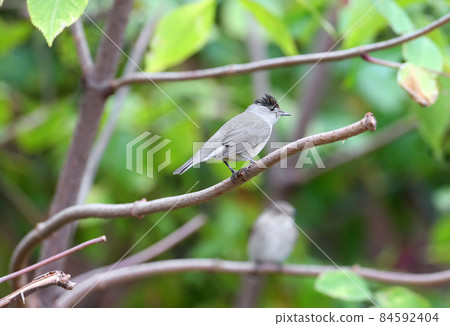 Shadow macho 84592404