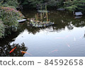Japanese garden pond carp 84592658