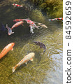 Japanese garden pond carp 84592659