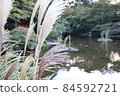 Autumn Japanese garden Japanese pampas grass and Kiyoizumi pond 84592721