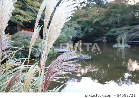 Autumn Japanese garden Japanese pampas grass and Kiyoizumi pond 84592721