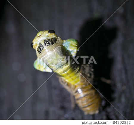 cicada cicada 84592882
