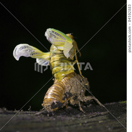 cicada 84592883