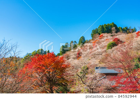 Autumn Obara's four seasons cherry blossoms, autumn leaves and cherry blossoms co-starring <Toyota City, Aichi Prefecture> Autumn Obara's four seasons cherry blossoms, autumn leaves and cherry blossoms co-starring <Toyota City, Aichi Prefecture> 84592944