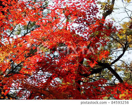 沐浴在陽光下的紅楓(山內神社守護森林中的紅楓) 沐浴在陽光下的紅楓(山內神社守護森林中的紅楓) 84593256