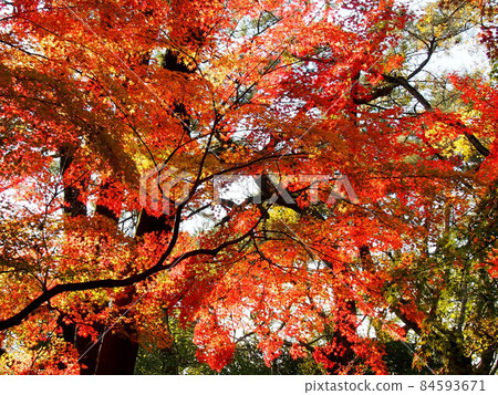 在陽光下穿過樹木的黃色和橙色楓樹（山內神社的守護森林） 84593671
