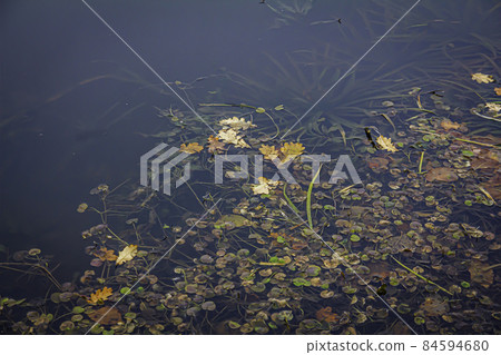 Autumn wilt of forest lake plants 84594680