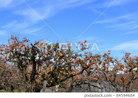 奉獻柿子 天野柿子 靜岡縣伊豆之國市 奉獻柿子 天野柿子 靜岡縣伊豆之國市 84594684