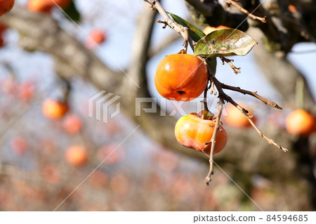 奉獻柿子 天野柿子 靜岡縣伊豆之國市 奉獻柿子 天野柿子 靜岡縣伊豆之國市 84594685