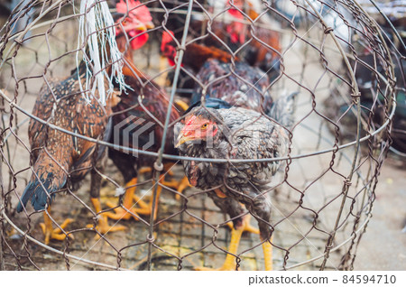 Chicken sold in the Vietnamese market. Asian food concept Chicken sold in the Vietnamese market. Asian food concept 84594710