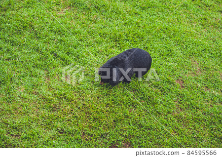 Black Bear sow in lush green grass Black Bear sow in lush green grass 84595566