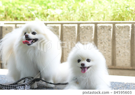 Two cute white Pomeranian 84595603