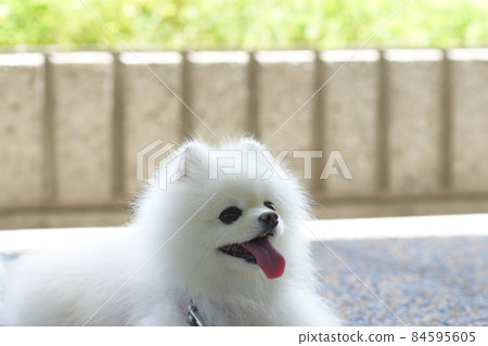 躺著的可愛的白色博美犬 84595605