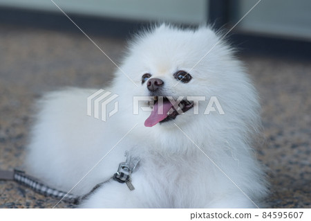 微笑的逗人喜愛的白色pomeranian 微笑的逗人喜愛的白色pomeranian 84595607