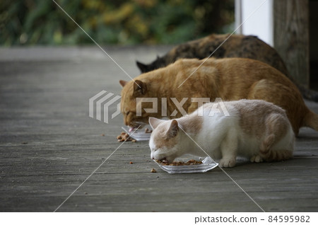 Cat Cat 84595982
