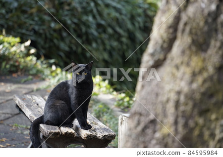 Black cat Black cat 84595984