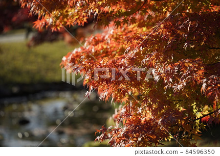 Autumn leaves 84596350