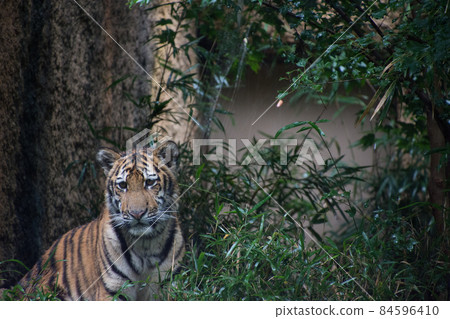 Child tiger Child tiger 84596410