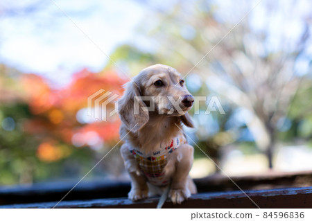 Dachshund taking a walk in the park Dachshund taking a walk in the park 84596836
