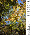 Sunbeams 84597048
