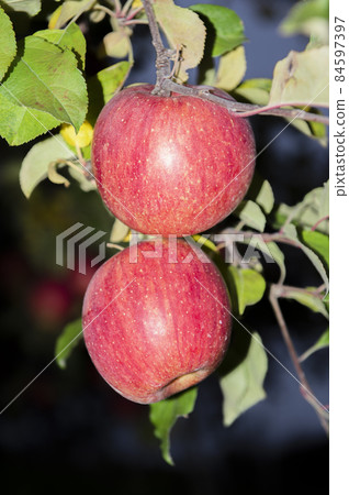 在蘋果地裡生長的蘋果。 84597397