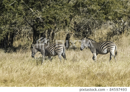 Herd of zebras in the African savannah 84597493