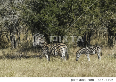 Herd of zebras in the African savannah 84597496