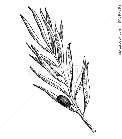 Olive branche, hand-drawn engraving vector illustration isolated on white. Leaves and black fruits in sketch style 84597598