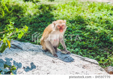 Macaque monkey sitting the tree. Monkey Island, Vietnam 84597770