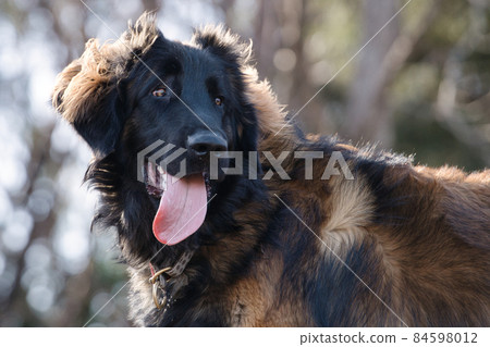 Leonberger looking back Leonberger looking back 84598012