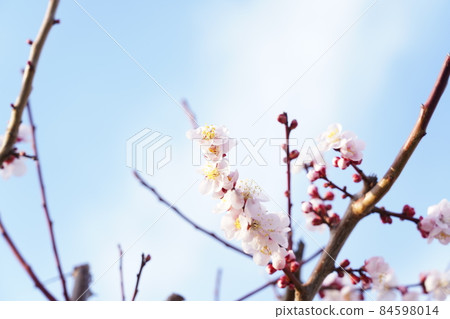 Plum that conveys spring Plum that conveys spring 84598014