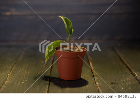 Brown plastic flowerpot. Plant in a flowerpot. Low key. Brown plastic flowerpot. Plant in a flowerpot. Low key. 84598135