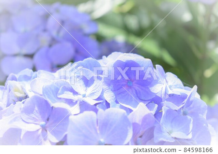 Rainy season flower, hydrangea Rainy season flower, hydrangea 84598166