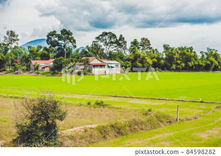 Rice field green grass blue sky cloud cloudy landscape background Rice field green grass blue sky cloud cloudy landscape background 84598282