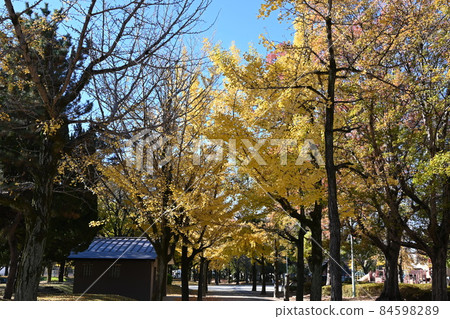 銀杏與公園景觀 銀杏與公園景觀 84598289