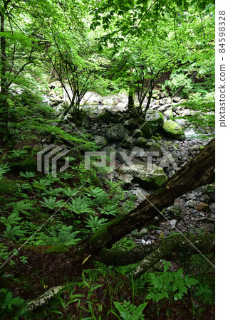 Happogahara, trekking, Takahara, sheet pile, Tochigi prefecture Happogahara, trekking, Takahara, sheet pile, Tochigi prefecture 84598328