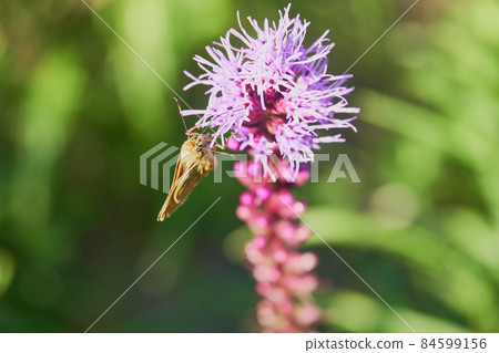 A butterfly sucking the nectar of the Liatris flower that blooms in the garden A butterfly sucking the nectar of the Liatris flower that blooms in the garden 84599156
