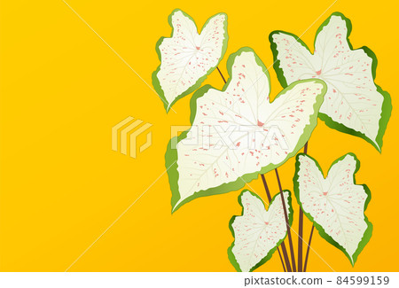 Vector tropical caladium leaf banner on yellow background. Exotic botanical design. Modern simple nature graphic elements. Suit for poster, banner, flyer, brochure, website. Vector illustration 84599159