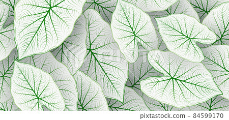 Caladium bicolor leaf pattern background. Tropical nature green white caladium leaf graphic elements. Modern simple leaves texture creative design with shadow decoration. Botanical vector Caladium bicolor leaf pattern background. Tropical nature green white caladium leaf graphic elements. Modern simple leaves texture creative design with shadow decoration. Botanical vector 84599170
