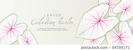 Caladium bicolor leaf horizontal banner design with tropical nature background. Exotic botanical template elements with space for your text. Suit for poster, cosmetics, perfume, health care products 84599171