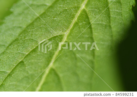 Image of leaf surface 84599231