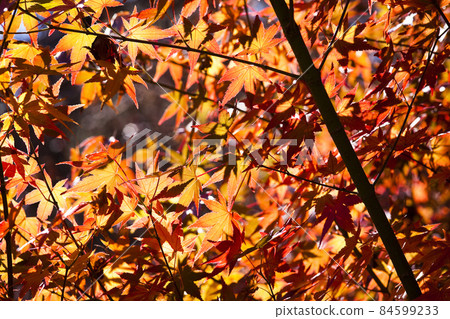 close-up of Autumn maples in the Fushoushan of Taichung, Taiwan. 84599233