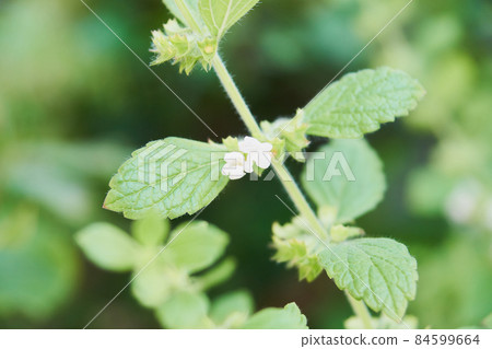 生長在花園裡的檸檬香脂花 生長在花園裡的檸檬香脂花 84599664
