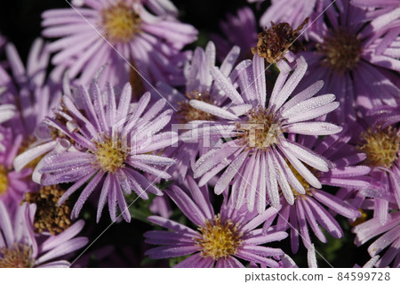 Violet flowers of New York Aster with drops of dew. Aster Novi-Belgii. Michaelmas Daisy. Erigeron glaucus or Sea Breeze plant. 84599728